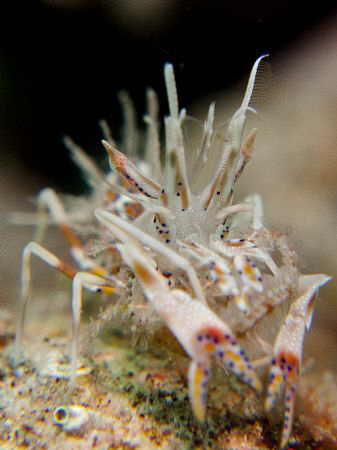 cnon g10.. tiger shrimp by Andrew Macleod 