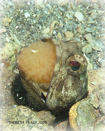 This was amazing... the male jawfish incubates the eggs i... by Theresa Tracy 