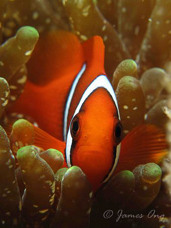 Anemone Fish. Canon G10, Inon D2000, Inon M67 close up. by James Ong 