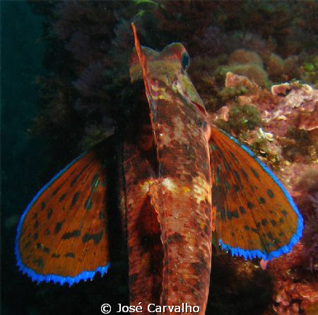 Gurnard - Beautiful creature, from any angle you want to ... by José Carvalho 