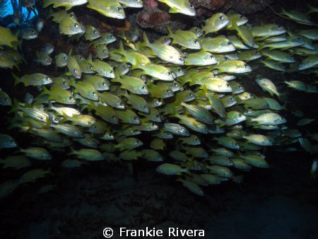 School of grunts @ Andrea Dive Site by Frankie Rivera 