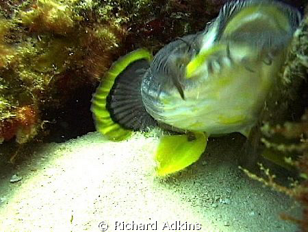 Splendid Toadfish native to Cozumel when feeding by Richard Adkins 