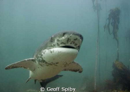 sevengill shark (cowshark)
False Bay
Cape Town by Geoff Spiby 