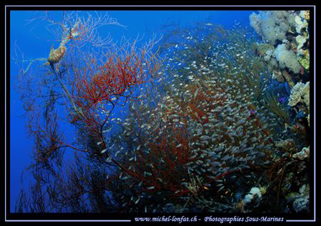 Atmospher of the Red Sea - "Corail Balai" with Glass Fish... by Michel Lonfat 