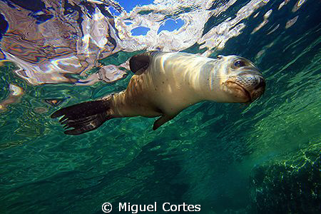 Sea lion. by Miguel Cortes 