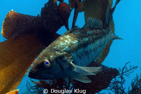 Warming Water.  A Calico Bass becomes more active as the ... by Douglas Klug 