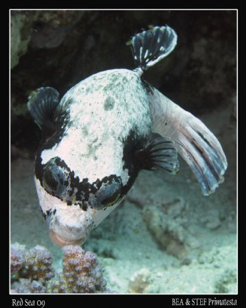 Masked pufferfish (Arothron diadematus). Canon G10 & Inon... by Bea & Stef Primatesta 