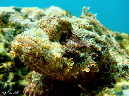Scorpion Fish in the shallows (5m) No zoom, no crop, he l... by John Hill 