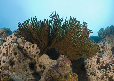 Sea fan. Galapagos. D200, 16mm. by Derek Haslam 