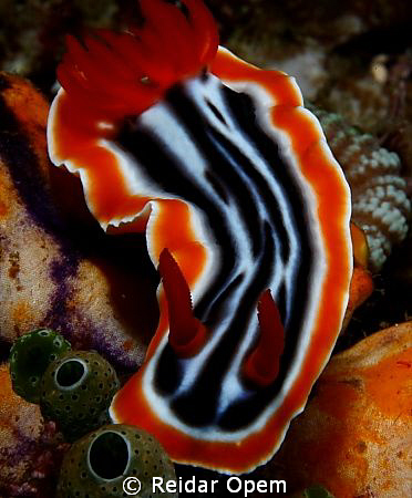 The magnificent Chromodoris Magnifica from Lembeh strait by Reidar Opem 
