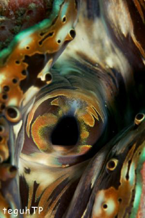 Giant Clam pattern, Canon EOS 400D, Sea and Sea Housing a... by Teguh Tirtaputra 