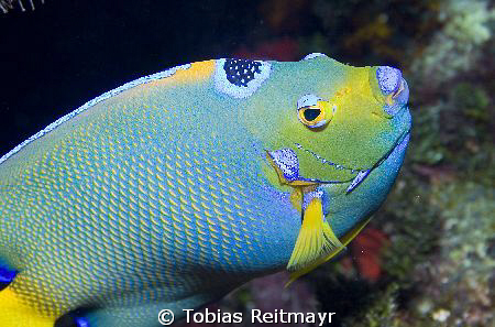 The jewel of the Caribbean - The Queen Angelfish, Black C... by Tobias Reitmayr 