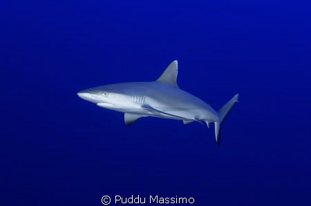 white tip shark taken in fesdhoo atol nikon d2x 12-24mm by Puddu Massimo 