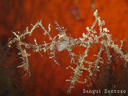Spider crab.
Canon G7 - internal flash.
No cropping by Sangut Santoso 