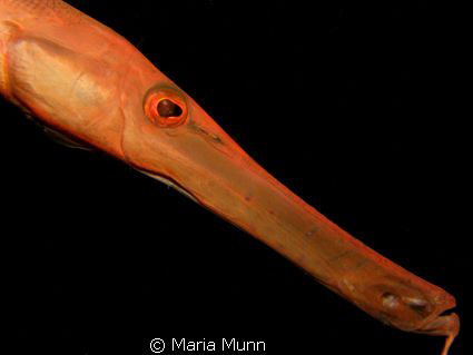 This friendly trumpetfish wouldn't leave me alone and kep... by Maria Munn 
