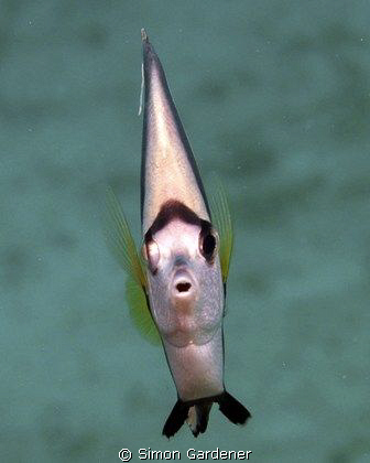long fin bannerfish by Simon Gardener 