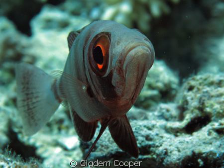 Bigeye fish by Cigdem Cooper 