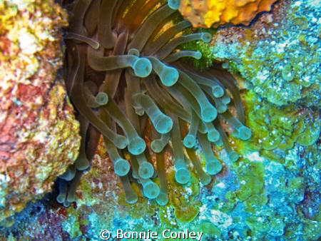 Sea Anemone at Freeport Bahamas.  Photo taken May 2009 wi... by Bonnie Conley 