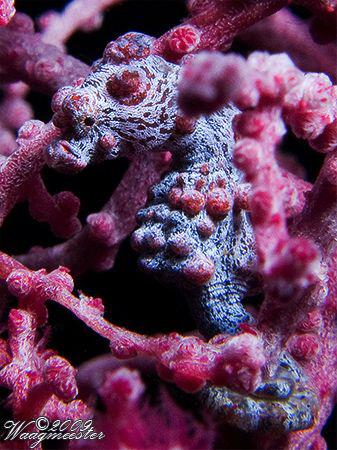 Pygmy seahorse (Hypocampus bargibanti) - Tulamben, Bali (... by Marco Waagmeester 