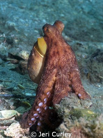 This octopus posed for several shots at Blue Heron Bridge... by Jeri Curley 