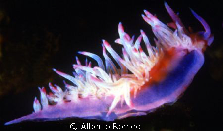 Flabellina affinis by Alberto Romeo 