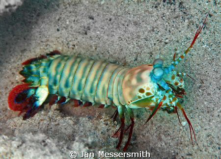 Mantis Shrimp caught in the open at Pig Island near Madan... by Jan Messersmith 