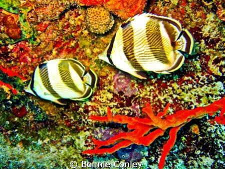 Pair of banded butterflyfish seen in Grand Bahamas.  Phot... by Bonnie Conley 
