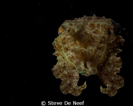 Found this cuttlefish next to a rope in Dauin norte. Than... by Steve De Neef 