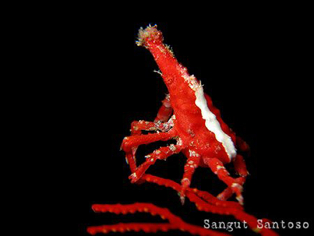 Dancing crab.
Canon G7 internal flash and INON macro len... by Sangut Santoso 