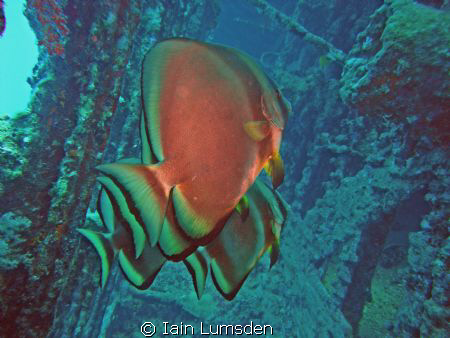 Bat fish in the wreck of the Carnatic by Iain Lumsden 