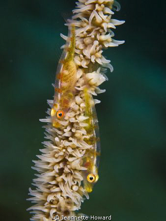 Pair of Gobies on a whip coral in Sabang, Philippines. by Jeannette Howard 