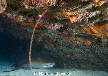 Found this nurse shark under a ledge. He was a willing su... by Mark Lachovsky 