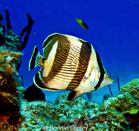 Banded Butterflyfish seen in Grand Bahamas.  Photo taken ... by Bonnie Conley 