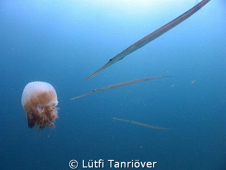 Hello 
Cornetfish after the babyfish in the jellyfish by Lütfi Tanrıöver 