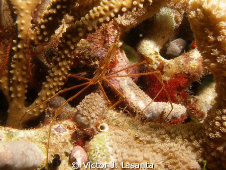 Baby Arrow Crab at Las Gatas Dive site in Mayaquez area, ... by Victor J. Lasanta 