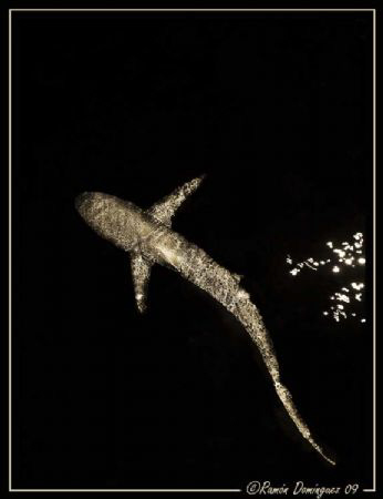 Silky shark swimming at night around the boat. by Ramón Domínguez 