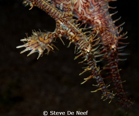 female and male ornate ghost pipefish. by Steve De Neef 