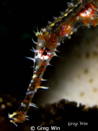 Juvenile Ornate Ghost Pipefish taken with Canon G9 in Ike... by Greg Win 