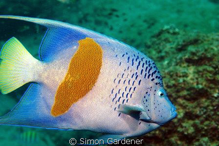 yellow bar angel fish somewhere in Oman by Simon Gardener 