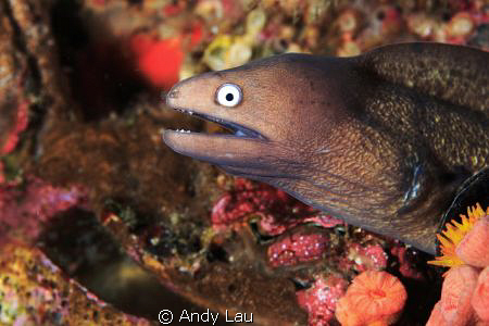 small eel by Andy Lau 