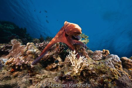 Octopus (octopus cyaneus) posing! by Stephan Kerkhofs 