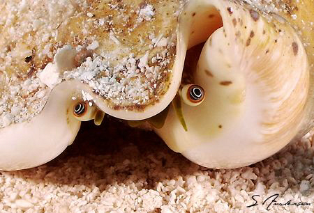 The eyes of a Conch hoping not to become a fritter! This ... by Steven Anderson 