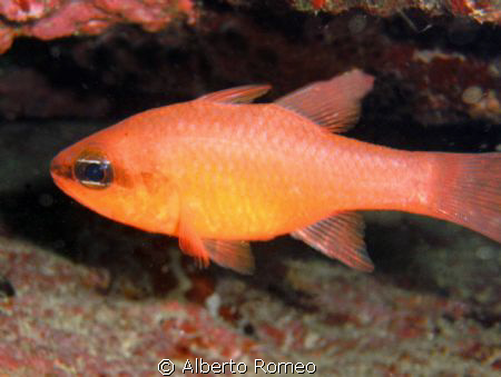 Mediterranean Cardinal fish (Apogon imberbis) . It live i... by Alberto Romeo 
