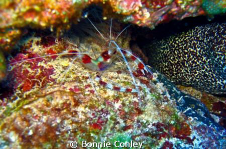 Banded Coral Shrimp seen in Grand Bahamas.  Photo taken M... by Bonnie Conley 