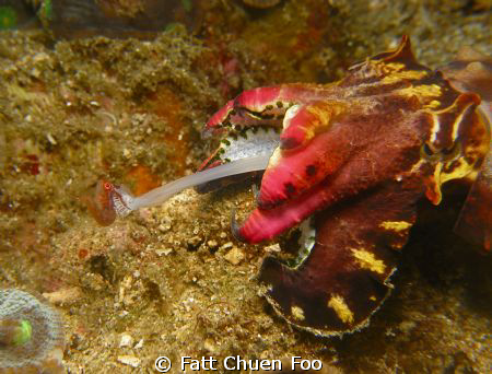 Gotcha! Flambuoyant Cuttlefish catching it's dinner, Anil... by Fatt Chuen Foo 