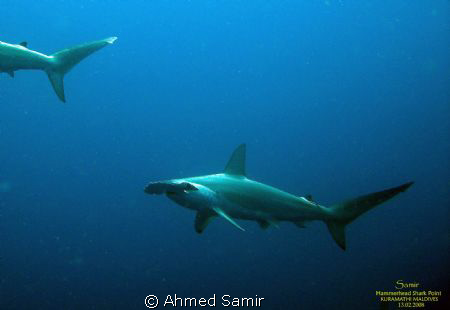 Scalloped Hameerhead Shark from Hammerheard Shark Point, ... by Ahmed Samir 