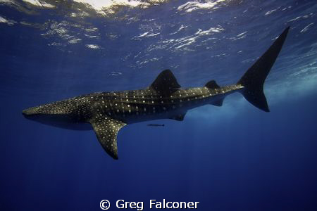 Whale Shark at the surface, Gladden Spit, Belize, May 200... by Greg Falconer 