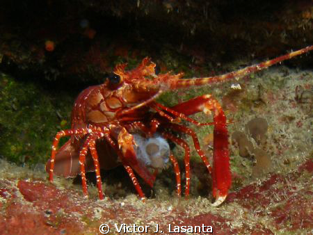 red banded lobster with his lunch at two for you dive sit... by Victor J. Lasanta 