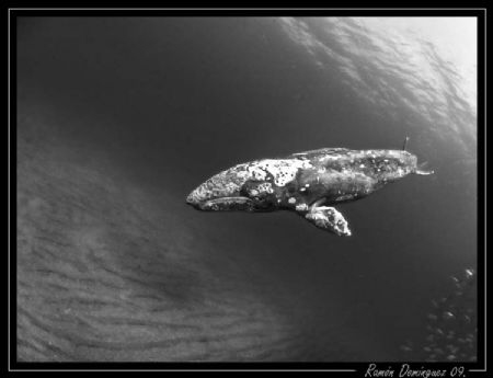 Grey Whale, Sea of Cortéz. That day my plan was diving wi... by Ramón Domínguez 