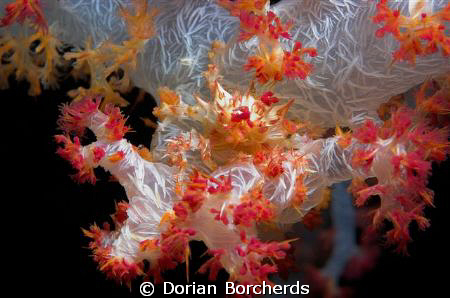 Hard to see,Soft Coral Crab on Soft Coral.Taken with Niko... by Dorian Borcherds 